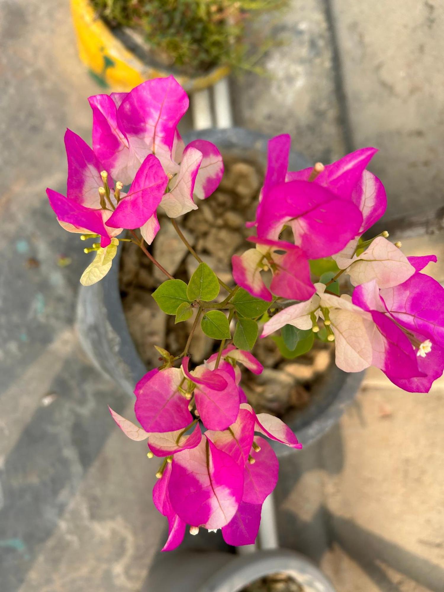 Max * Agra (Uttar Pradesh)